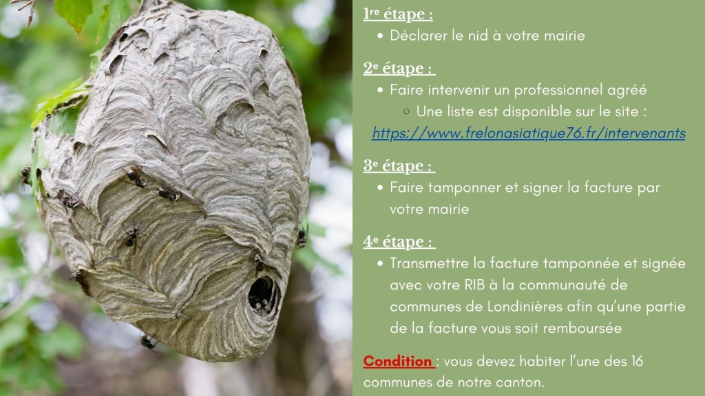 Frelons asiatiques