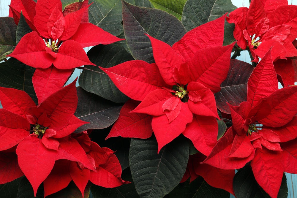 Bourse de Noel
